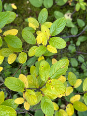 author not stated, no rights reserved Salix vestita, photograph author not stated, no rights reserved