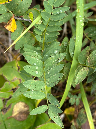 Hedysarum alpinum, photograph 6