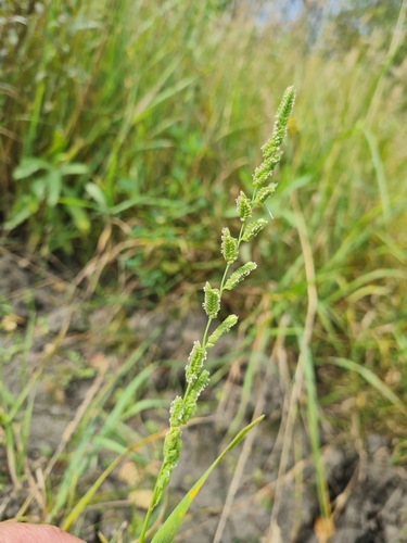 american slough grass