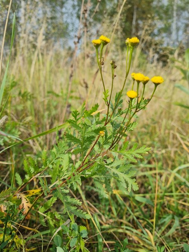 tansy