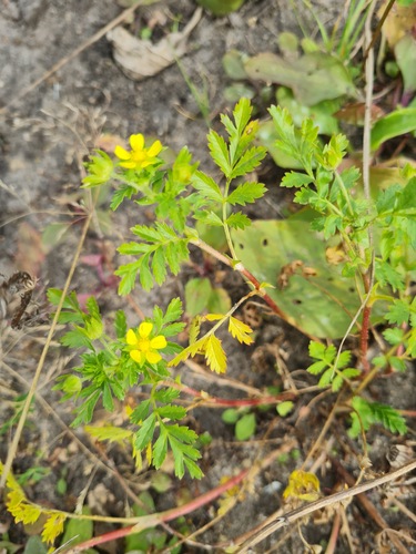 Bushy Cinquefoil