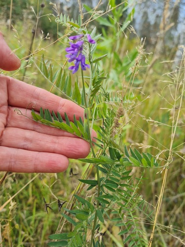 tufted vetch