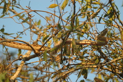 Madagascarophis ocellatus