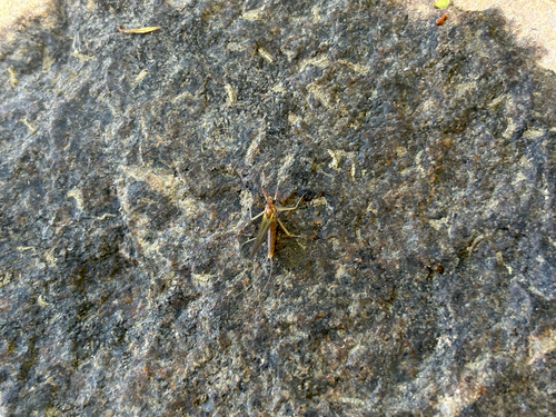 iNaturalist observation photo of Mayflies