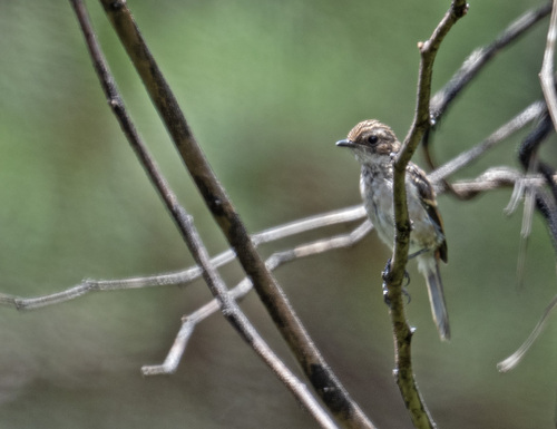 Grey Bushchat