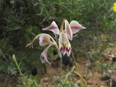 Gladiolus orchidiflorus