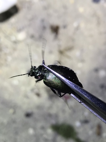 Wilcox's Spring Caterpillar Hunter photo 2
