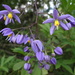 Brazilian Nightshade - Photo (c) James Steamer, some rights reserved (CC BY-NC), uploaded by James Steamer