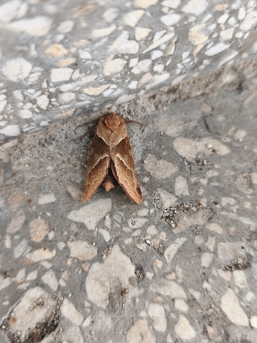 Orange Swift