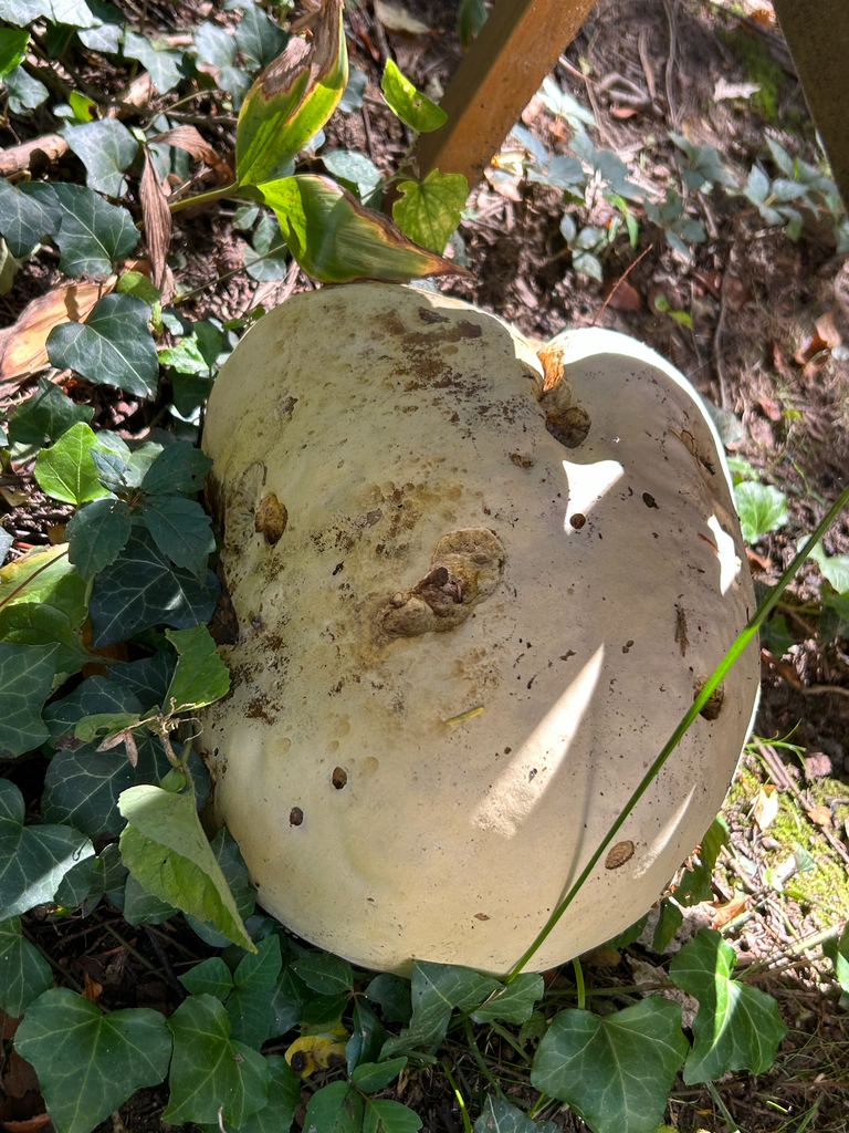 giant puffball · September 2026 · photo: Photo: no rights reserved · iNaturalist