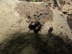 Tarpela micans