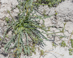 Eryngium aristulatum