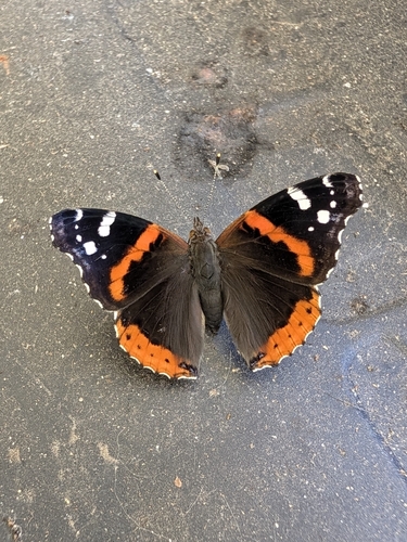 Red Admiral