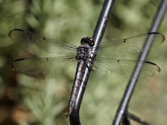 Libellula axilena