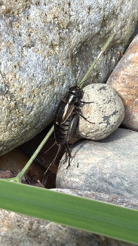 Fall field cricket
