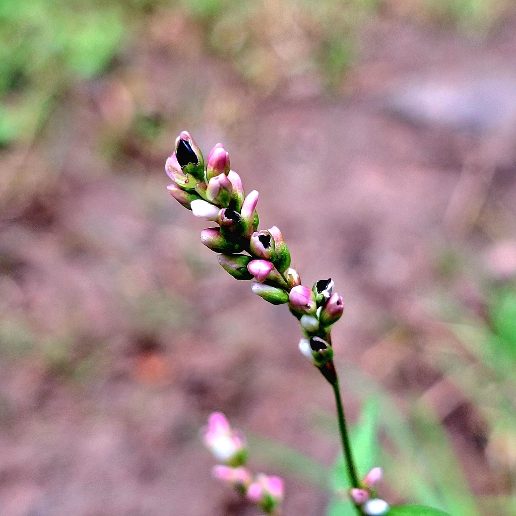 Persicaria mitis; photograph author not stated, no rights reserved