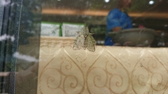 Benbowia takamukuanus