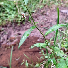 Persicaria mitis, photograph author not stated, no rights reserved
