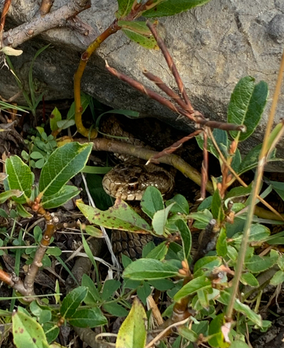 Adder
