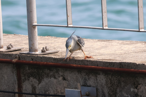 iNaturalist image