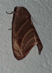 Bagisara laverna