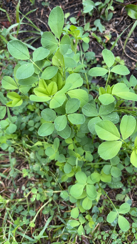 Black Medick