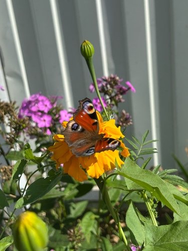 European Peacock Butterfly