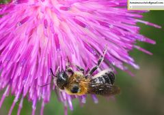 Hoplitis beijingensis