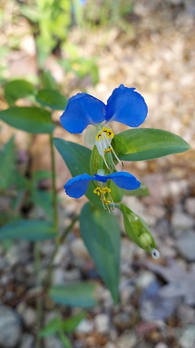 Asiatic dayflower