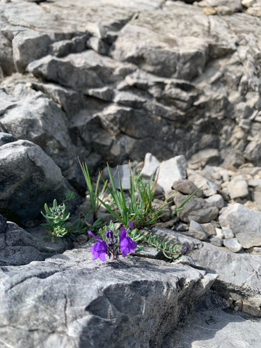 Alpine Toadflax