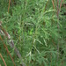 Artemisia abrotanum - Photo (c) Andrey Zharkikh, algunos derechos reservados (CC BY)