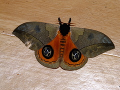 Automeris liberia