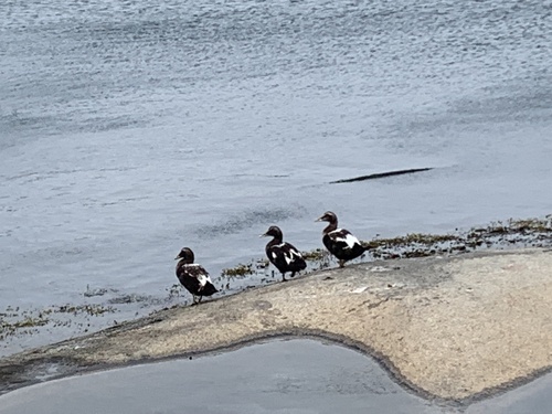 Common Eider