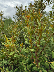 Lyonia ferruginea, photograph (c) Karen Guin, some rights reserved (CC BY)