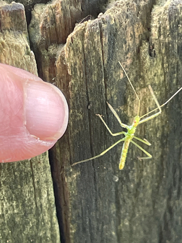 Pale Green Assassin Bug