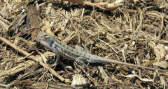 Holbrookia propinqua