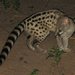 Rusty-spotted Genet - Photo (c) Conrad Savy, some rights reserved (CC BY-NC-ND), uploaded by seasav