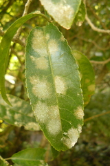 Cephaleuros lagerheimii