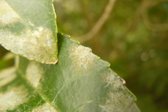 Cephaleuros lagerheimii