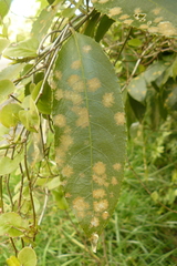 Cephaleuros lagerheimii