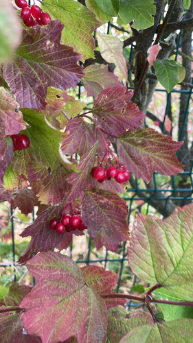 guelder-rose