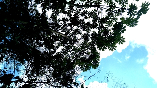 Cecropia palmata, photograph 4