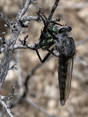 Chlorochroa