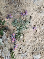 Linaria alpina, photograph author not stated, no rights reserved