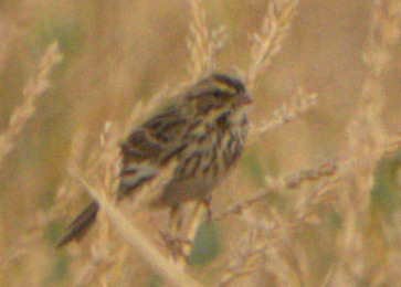 Savannah Sparrow