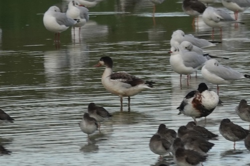 iNaturalist image