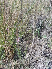 Lythrum californicum
