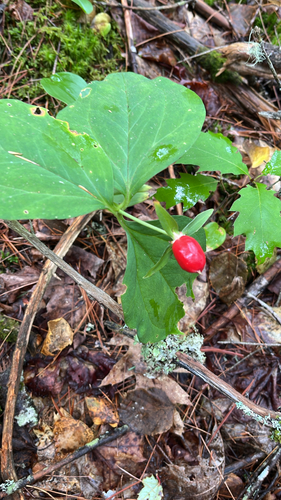 painted trillium