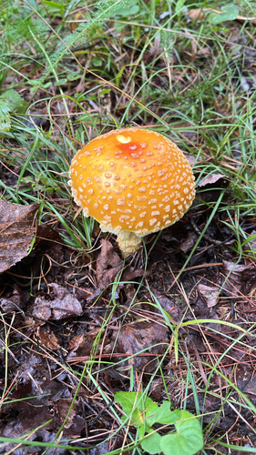 American Yellow Fly Agaric