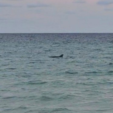 Tursiops truncatus